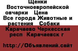 Щенки Восточноевропейской овчарки › Цена ­ 25 000 - Все города Животные и растения » Собаки   . Карачаево-Черкесская респ.,Карачаевск г.